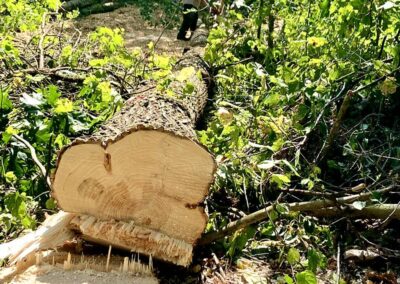 2025 6Dorothy Peck tree lying on side