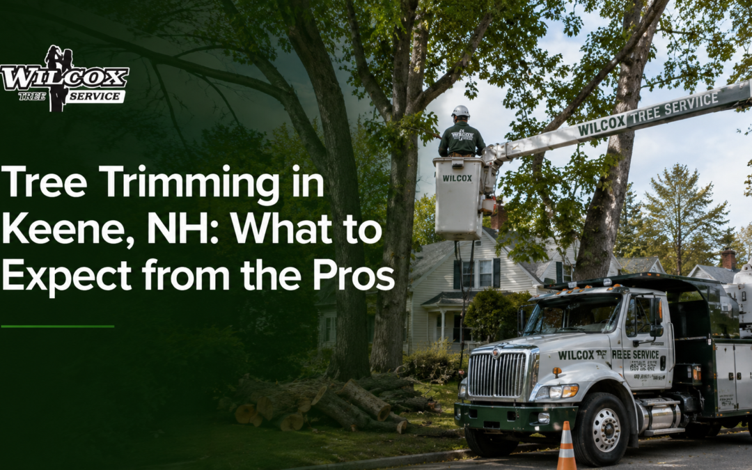 Tree Trimming in Keene, NH: What to Expect from the Pros