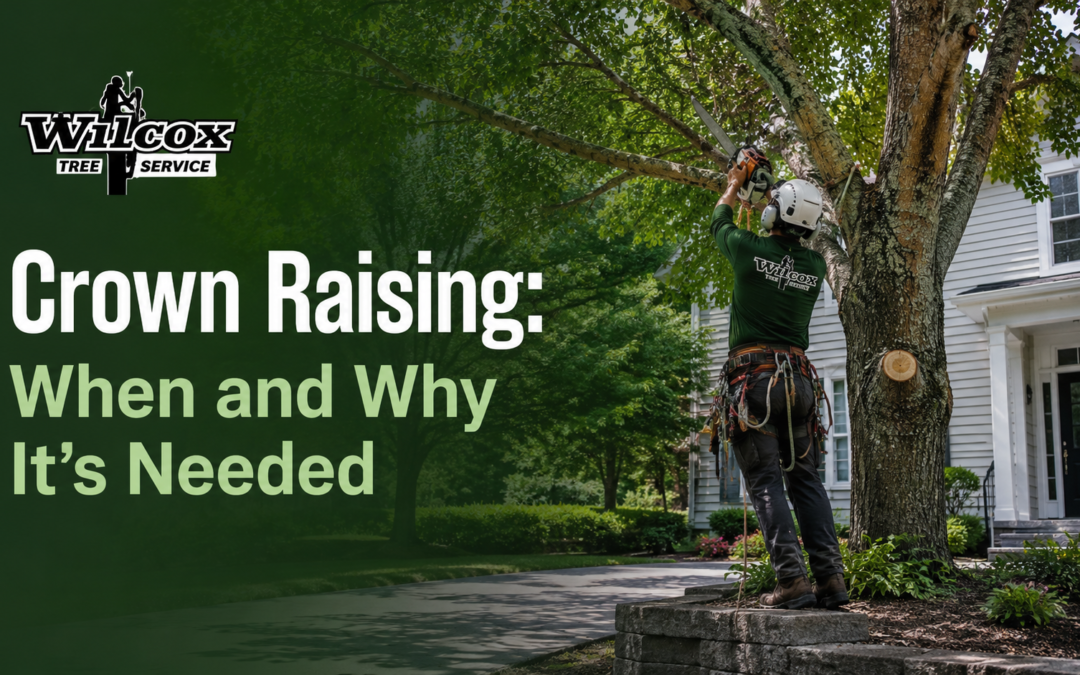 Crown Raising: When and Why It’s Needed