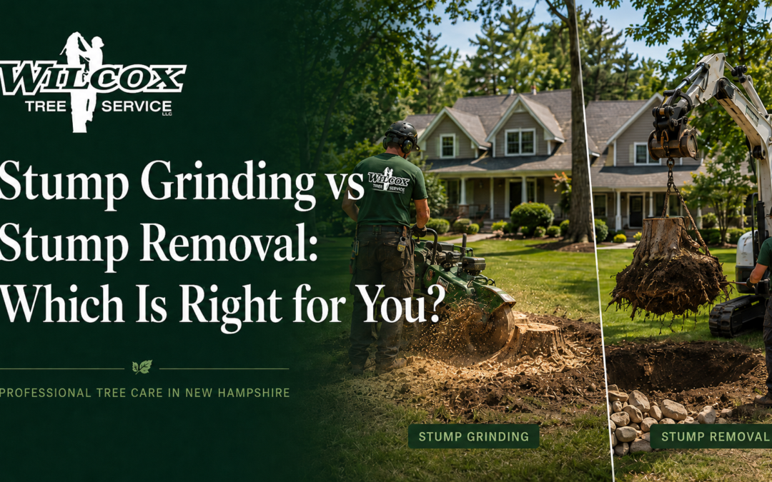 Stump Grinding vs Stump Removal: Which Is Right for You?