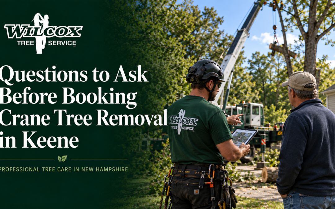 Questions to Ask Before Booking Crane Tree Removal in Keene