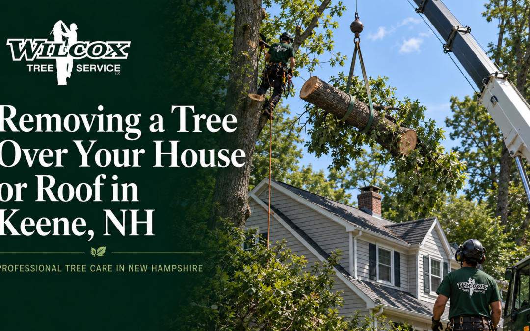 Crane or Climbing, Which Is Right for Your Keene Tree
